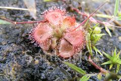 Drosera burmanni